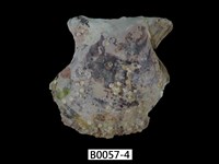 藏品(臺灣鶯蛤)的圖片